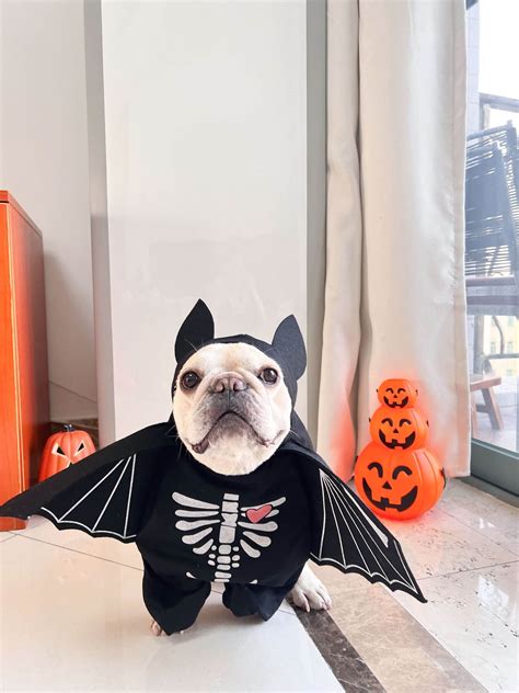 Dog Bat Costume | Dog Halloween Costume Shop | Free SHipping – Frenchiely