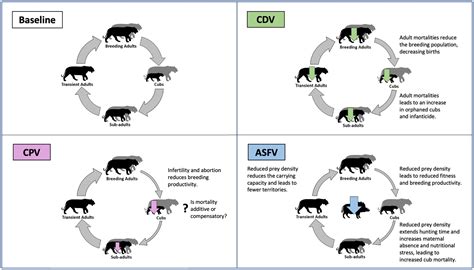 Jaguar Life Cycle