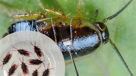 Cockroach Domain 的图像结果