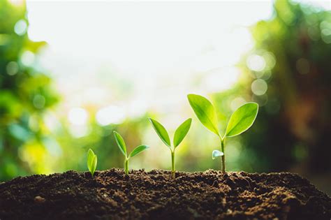 Image result for Plant 3D Python Script