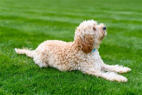 Cockapoo Full Grown Size