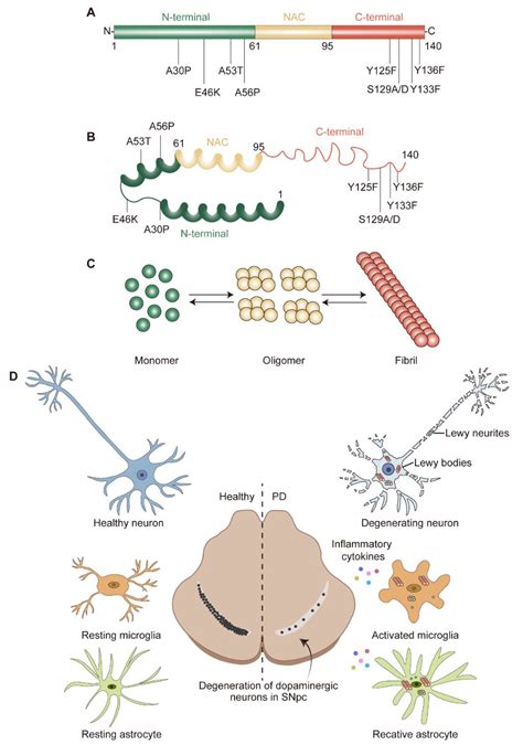 Pathogenesis of α-Synuclein in Parkinson’s Disease: From a Neuron-Glia Crosstalk Perspective - mechanism of parkinson's disease