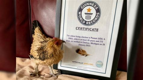 Quem é e quantos anos tem a galinha-anã mais velha do mundo que foi parar no Guinness Book