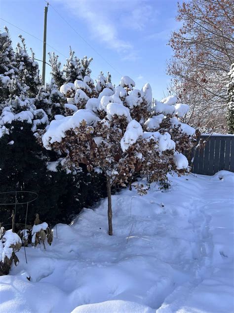 Image result for Pruning Hydrangea Standard Tree Fall