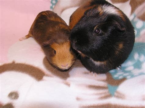 SAGP: JUNE'S GUINEA PIG OF THE MONTH--Harley!