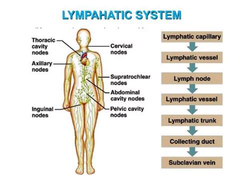 Image result for How Is Lymph Formed