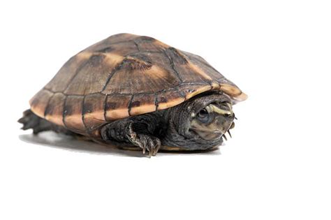 Image result for Turtle Pulled Inside Shell