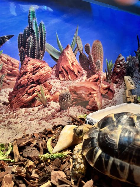 Image result for Bumpy Shell Turtle