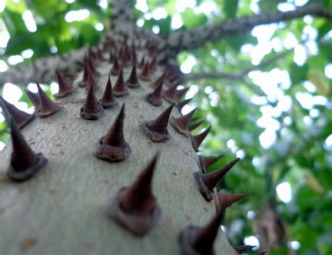 Dynamite Tree Exploding 的图像结果