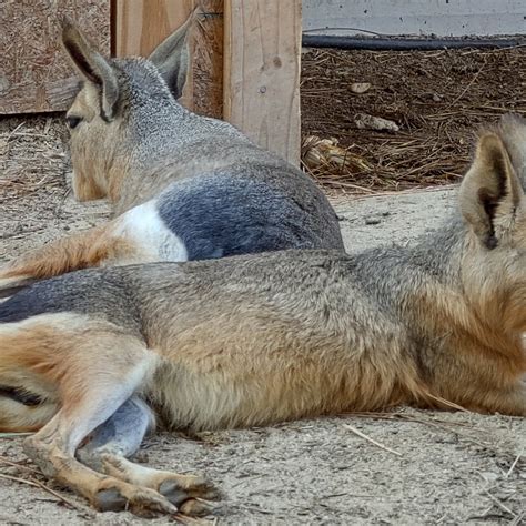 Dunrovin Exotic Animal Sanctuary (Vass, NC): Hours, Address - Tripadvisor