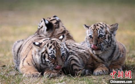扬州动物园三胞胎虎崽亮相 小虎崽萌态十足(5)