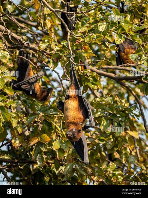 Indian Flying Fox Bat