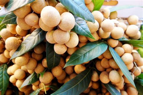 Longan Fruit Season In Hawaii at Anna Kiefer blog
