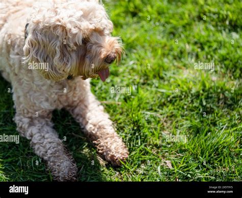 Image result for Cockapoo Dog Sitting Down