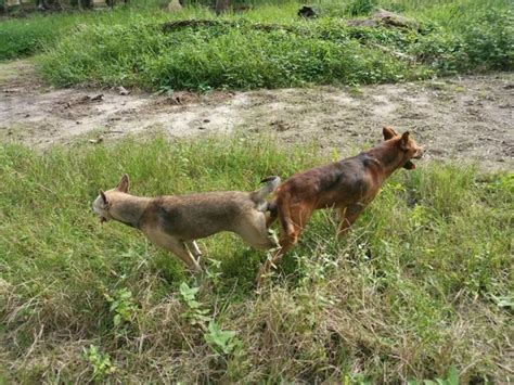 Dogs Mateing Com 的图像结果