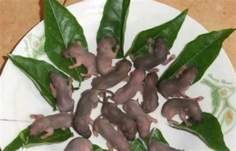见过刚出生的八齿鼠幼崽吗？这是小白刚生的4只鼠崽，花色不错 - YouTube