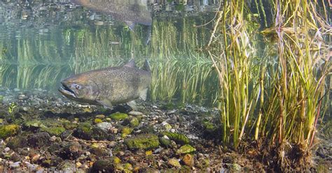 Spring Chinook at Winthrop National Fish Hatchery | U.S. Fish ...