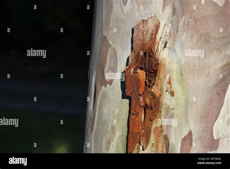 Image result for Exploding SAP Tree