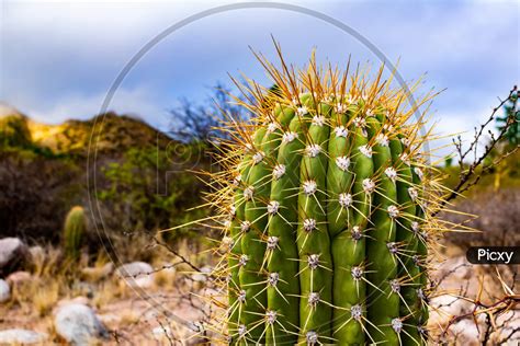Image of Huge Tip Of A Cactus Full Of Thorns. Desert Plant With Thorns ...