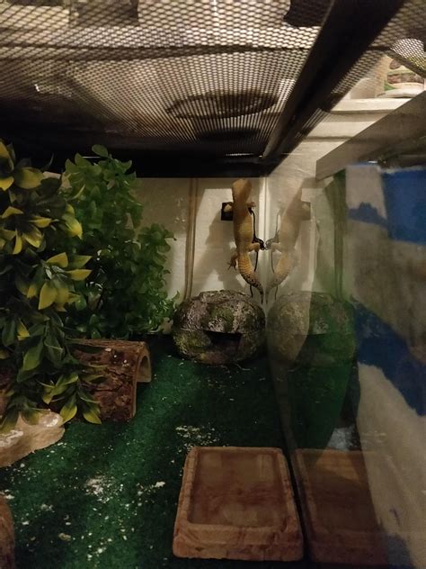 Randall discovered he can climb on the thermometer display : r/leopardgeckos