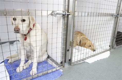 What Animals Can Get Stds at Charlotte Mcgowan blog