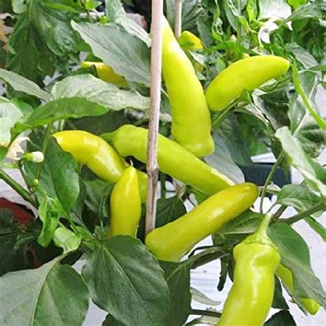 Seeds Point Rare High Yielding Green Chilli/Pepper Hugarian Wax ...