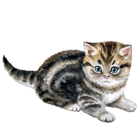 Curious Kitty - Premium Vinyl Sticker – Theskinmantra