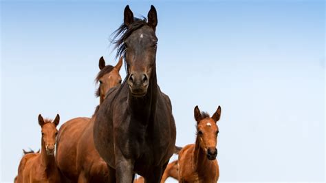 Horse Terms 101: The Differences Between Mares And Stallions