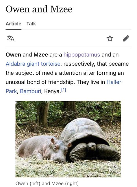Owen And Mzee Book Cover