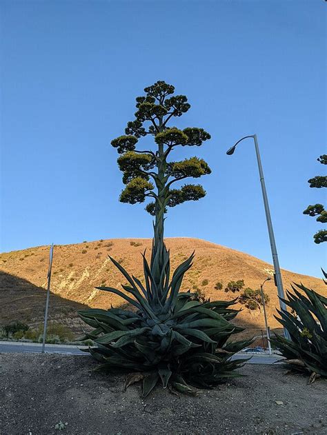 Image result for Century Plant Root System