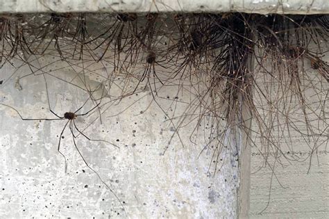 Daddy Long Legs Spider Clump