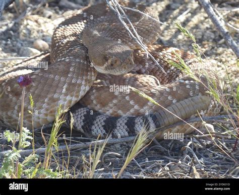Red Diamond Rattlesnake (Crotalus ruber Stock Photo - Alamy