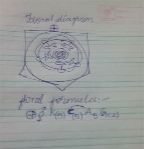 floral formula floral diagram plant faimaly of solanaceae, - Brainly.in