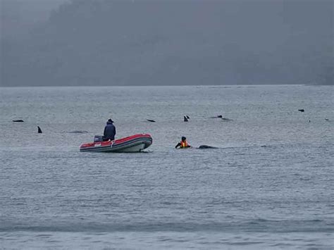 Around 90 Whales Dead And More Than 180 Stranded Off Australia's ...