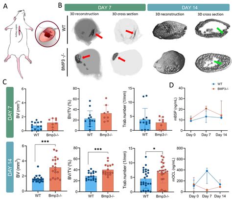 BMP3 Deficiency Accelerates Cartilage-to-Bone Transition in Ectopic Bone