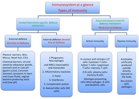 immune system anatomy