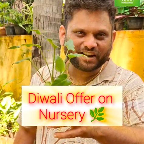 Diwali Indoor Plant Combo – Gardenpro Store