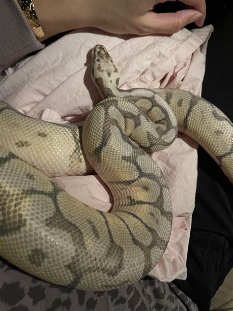 Ball Python Wobble 的图像结果