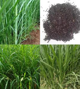 ibains Red napier grass seed beez 521 Seed Price in India - Buy ibains ...