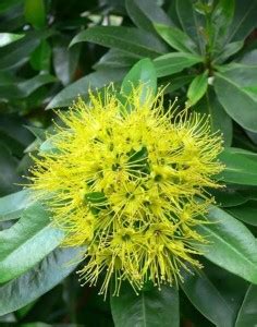 GreenVolcano Callisia Fragrans Plant Price in India - Buy GreenVolcano ...