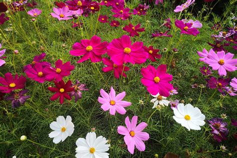 Cosmos Flower