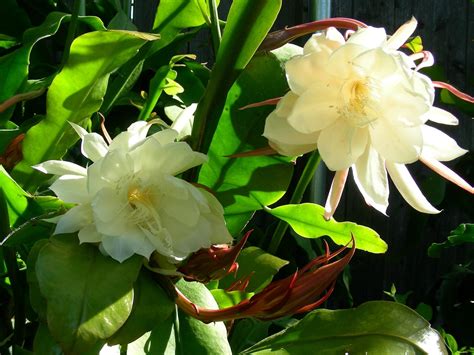 Night Blooming Cereus For Sale