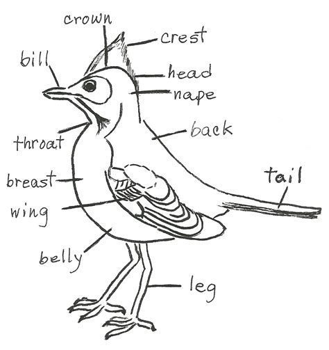 Bird Diagram - Birding for Beginners - Jake's Nature Blog
