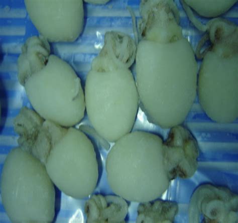 Cephalopods | Squids | Octopus