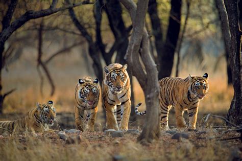 The first timer’s guide to wildlife spotting in Rajasthan | Condé Nast ...
