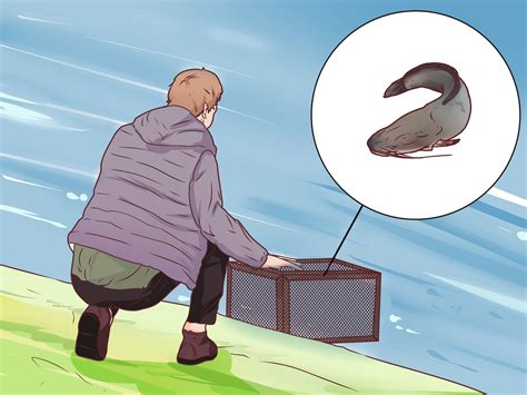 Image result for Using a Fish Trap