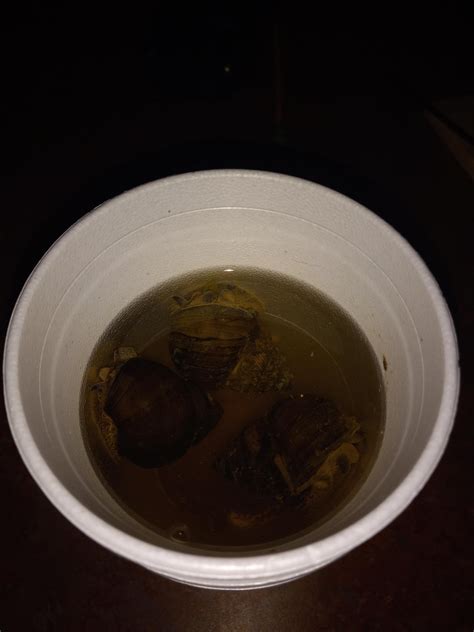 Image result for Shells Lil