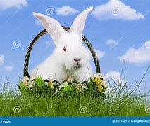 Image result for Easter Rabbit Colouring
