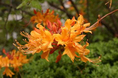 Georgia Native Plants