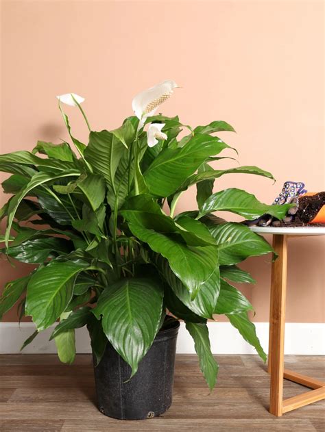 The Real Deal on Peace Lilies: Your No-Nonsense Guide to a Happy Plant